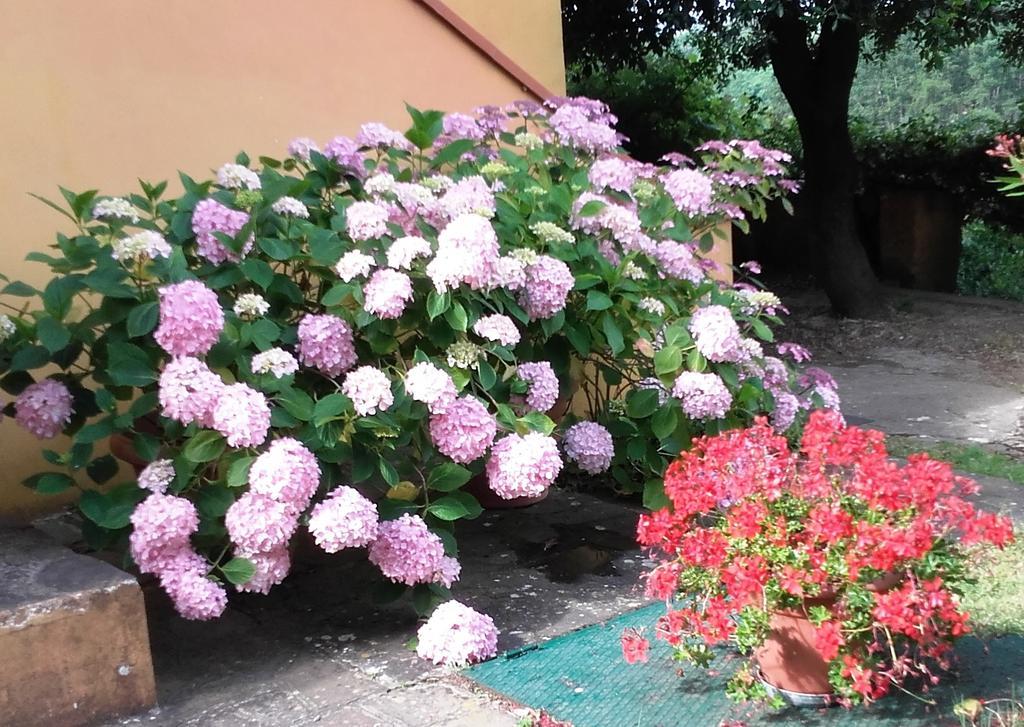 Agriturismo Poggio Al Tesoro Crespina المظهر الخارجي الصورة