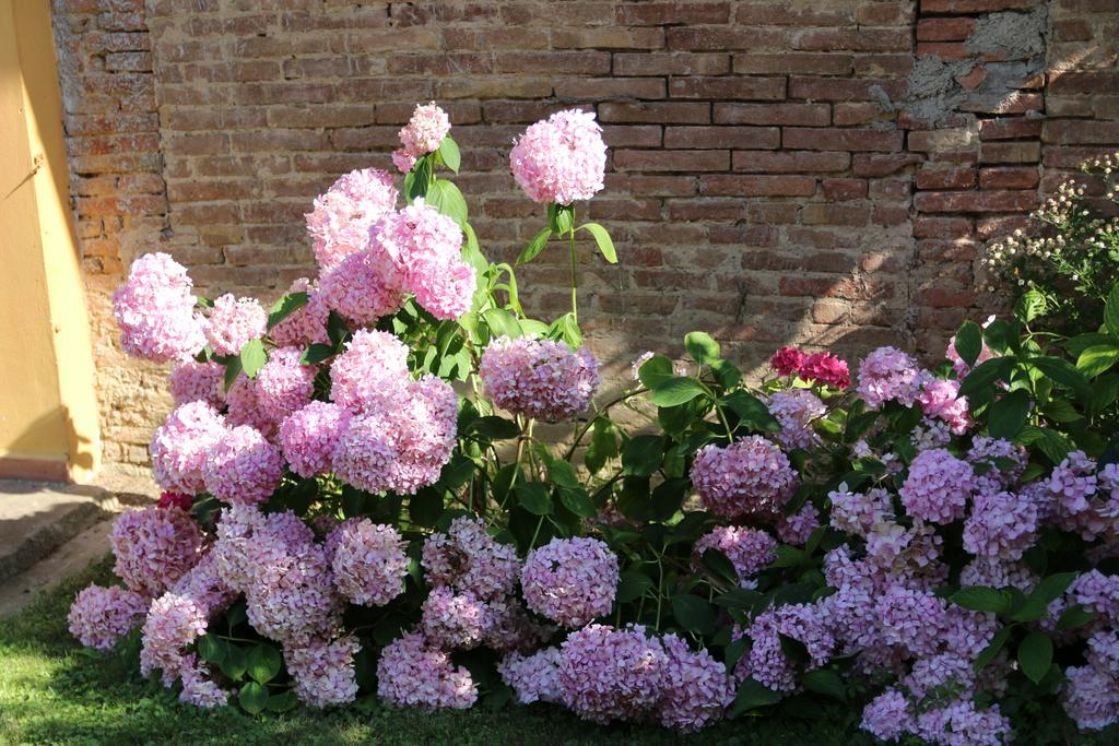 Agriturismo Poggio Al Tesoro Crespina المظهر الخارجي الصورة